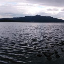 白杉サゴシ続報