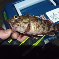 2021/12/19 南港ライトゲーム釣行～風裏での釣り