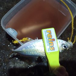 2021/12/20 南港アジング釣行~風の中のアジング