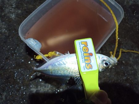 2021/12/20 南港アジング釣行~風の中のアジング