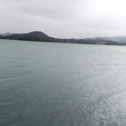 白杉サゴシ続報