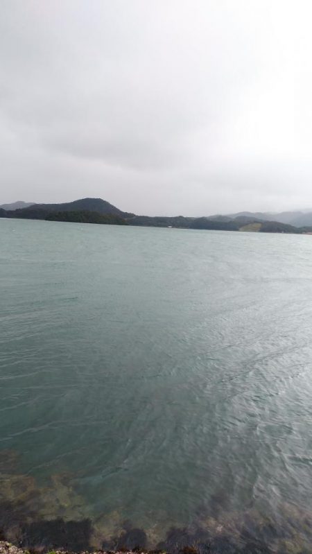 白杉サゴシ続報