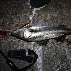 久々スズキ釣り