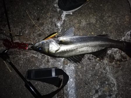 久々スズキ釣り