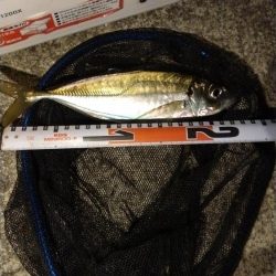 ジグ単アジング