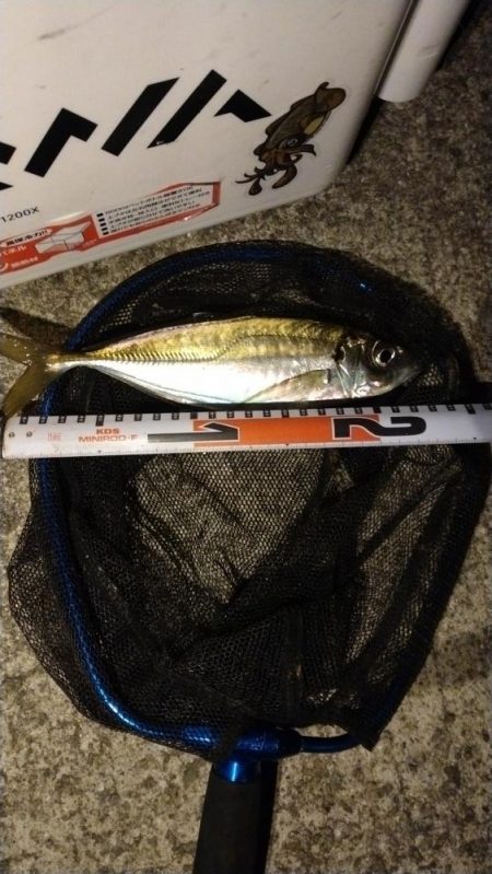 ジグ単アジング