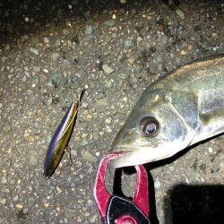 シーバス 降雪の後