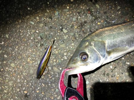 シーバス 降雪の後