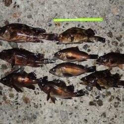 初冬のエビ撒き釣り　最後にハネ