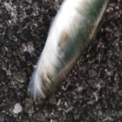 尺アジ！！大サバ！！