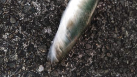 尺アジ！！大サバ！！