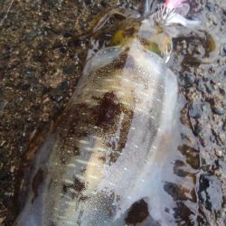 まだ居てました⤴️