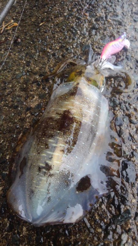 まだ居てました⤴࿠…