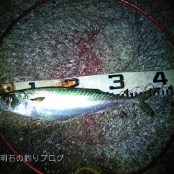 大サバ居ました!