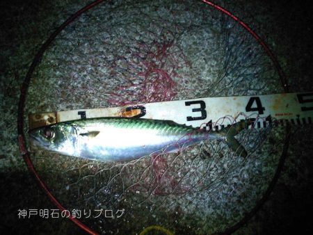 大サバ居ました!