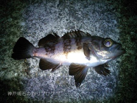 釣り納め