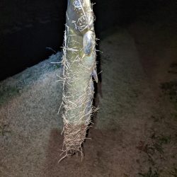 クリスマス目前