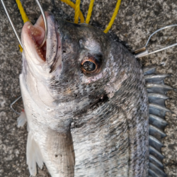 キビレは底でステイで爆釣