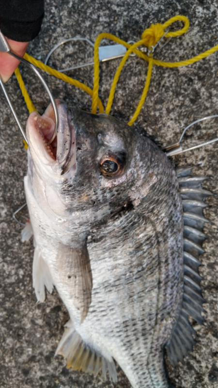 キビレは底でステイで爆釣