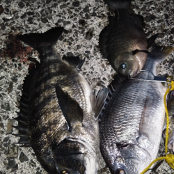 久しぶりのチヌの強烈な引き！