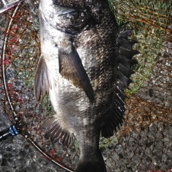 居着きチヌを狙って