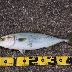 飲ませ釣りでハマチ