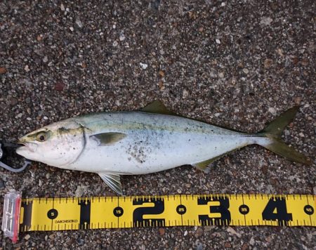 飲ませ釣りでハマチ