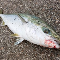 飲ませ釣り終盤戦