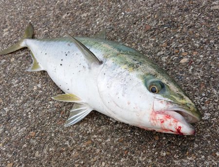 飲ませ釣り終盤戦
