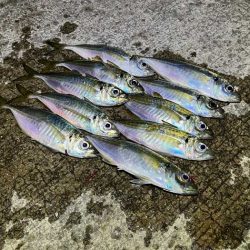 デカアジ渋いけど豆アジで数稼ぎ