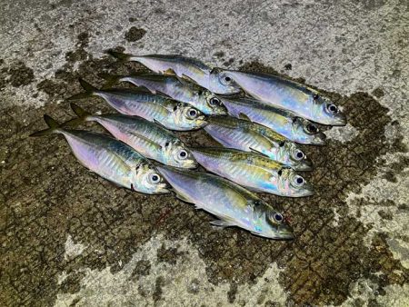 デカアジ渋いけど豆アジで数稼ぎ