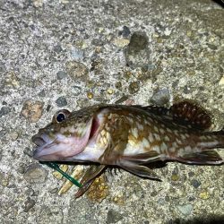 ヒイカ終了！？の後はメバル調査！翌日ショアジギング