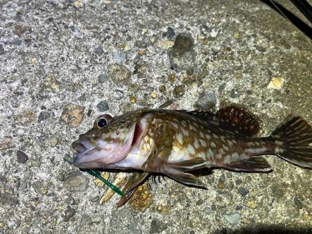 ヒイカ終了！？の後はメバル調査！翌日ショアジギング