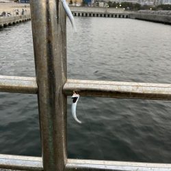 久しぶりのイワシっ子