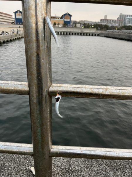 久しぶりのイワシっ子