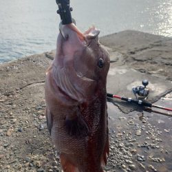 タンコブゲーム