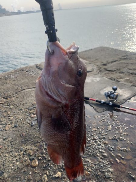 タンコブゲーム