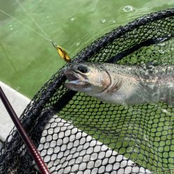 かめプー　本年最終日