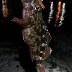 ジグ単でガシラ