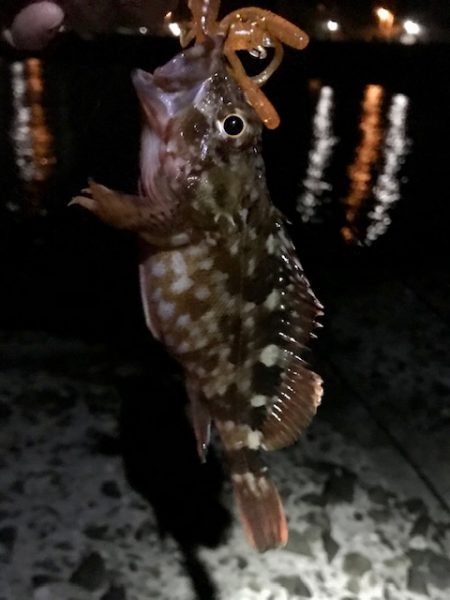 ジグ単でガシラ