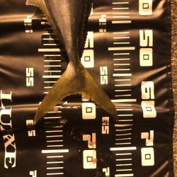 シーバス狙いでメジロ