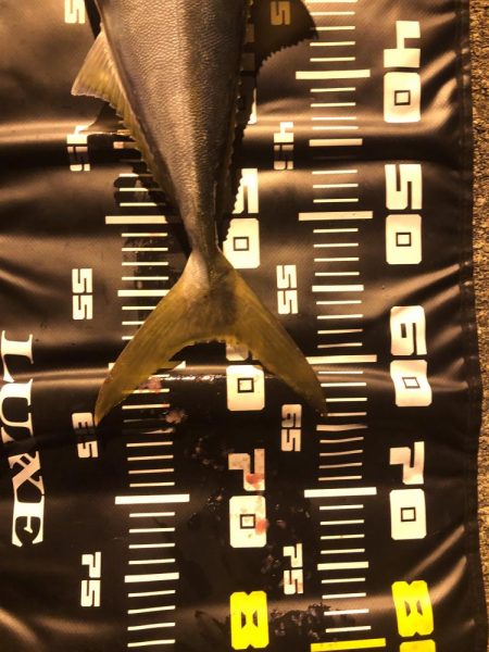 シーバス狙いでメジロ