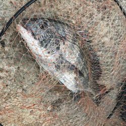 冬のヘチ釣り 釣果は夏レベル