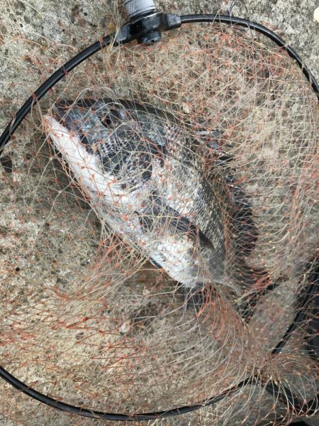 冬のヘチ釣り　釣果は夏レベル