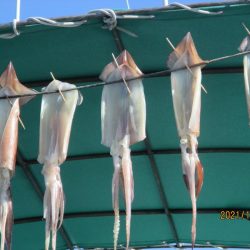 スルメイカ　２３～３５杯　ヤリイカも(^^♪