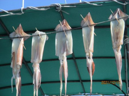 スルメイカ　２３～３５杯　ヤリイカも(^^♪