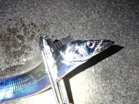 水温低下で？食い込み悪い！