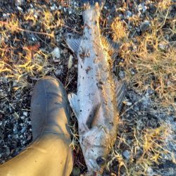 二日連続ランカーゲット