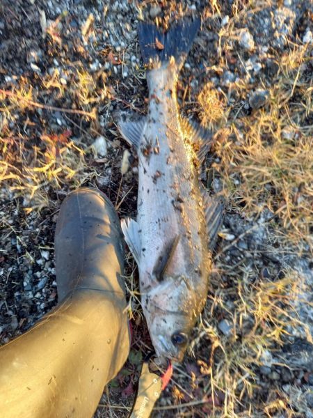 二日連続ランカーゲット