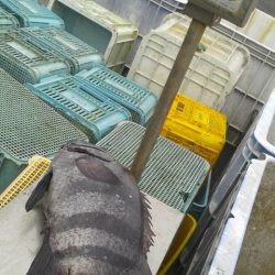 石鯛(特大)７１・５㎝